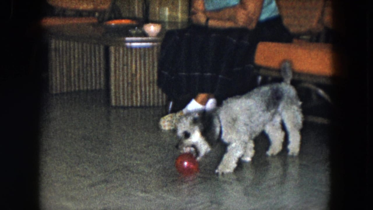 Small grey and black curly-furred dog mouths a red ball on a linoleum floor near seated adult legs.