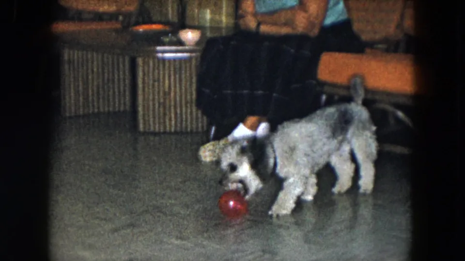 1961 South Carolina home-movie frame showing a small curly-furred dog playing with a red ball beside a seated adult in a home interior.