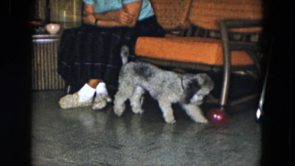 1961 South Carolina home-movie frame of a small curly dog moving across linoleum near a red ball, chair legs, and an adult's shoes.
