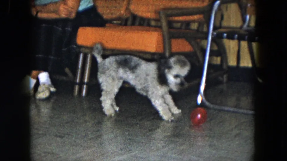 1961 South Carolina home interior frame showing the small curly-furred dog near a red ball, with chair legs and seated adult feet nearby.