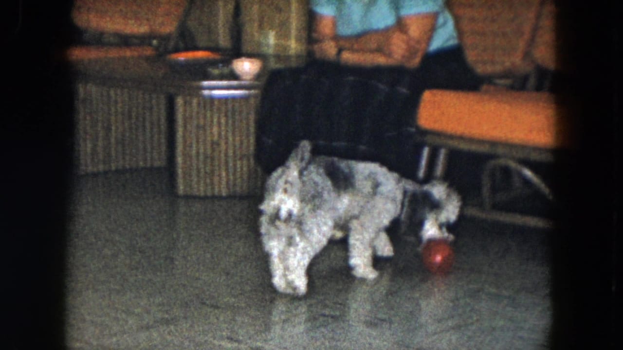 1961 South Carolina home-movie frame showing a small dog near a red ball on a living-room floor while a woman sits on an orange couch.