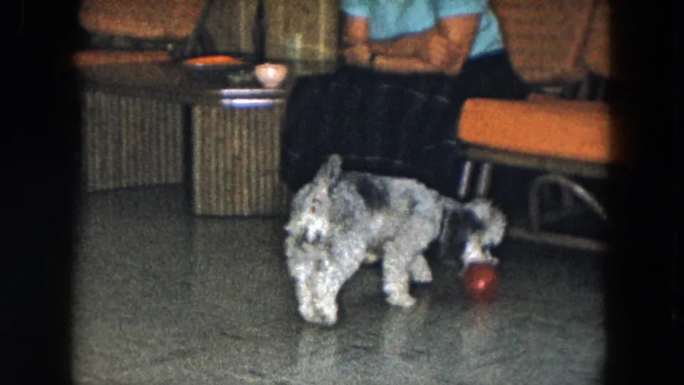 1961 South Carolina home-movie frame showing a small dog near a red ball on a living-room floor while a woman sits on an orange couch.
