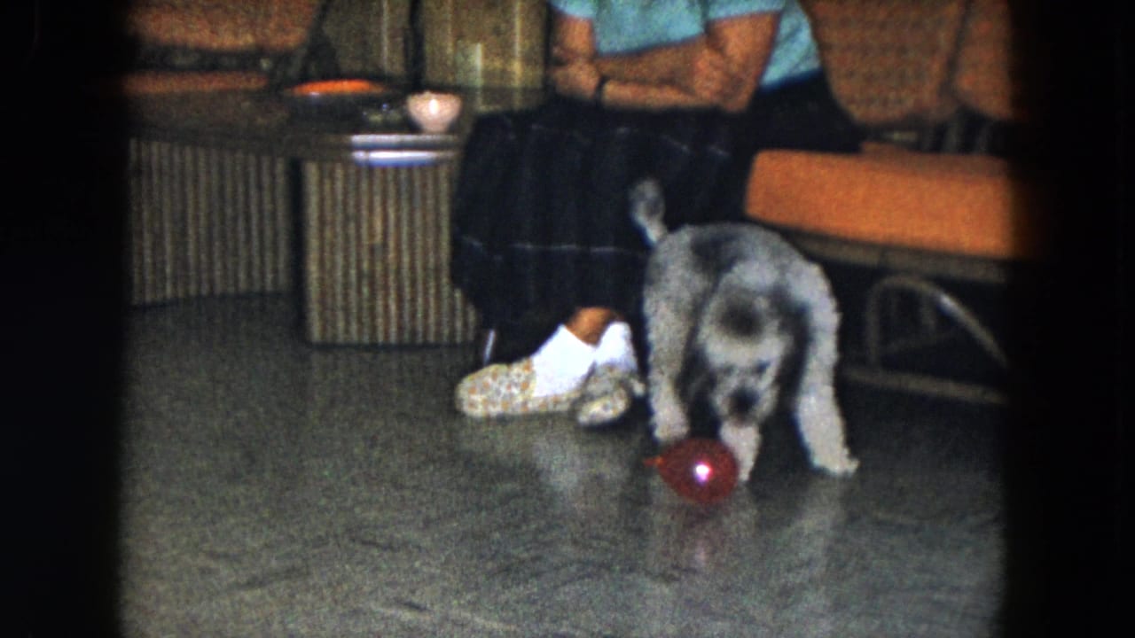 Dog turns toward a red ball near a seated woman's patterned shoes and orange couch.