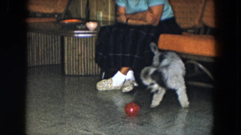 1961 South Carolina home-movie frame with the small dog stepping away from the red ball in a private living-room interior.