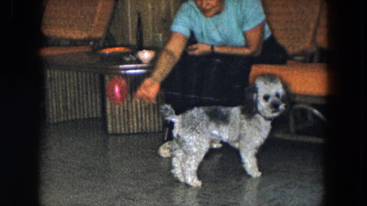 1961 South Carolina 8mm frame of a light grey poodle near a red ball in a living room as a seated person reaches toward it.