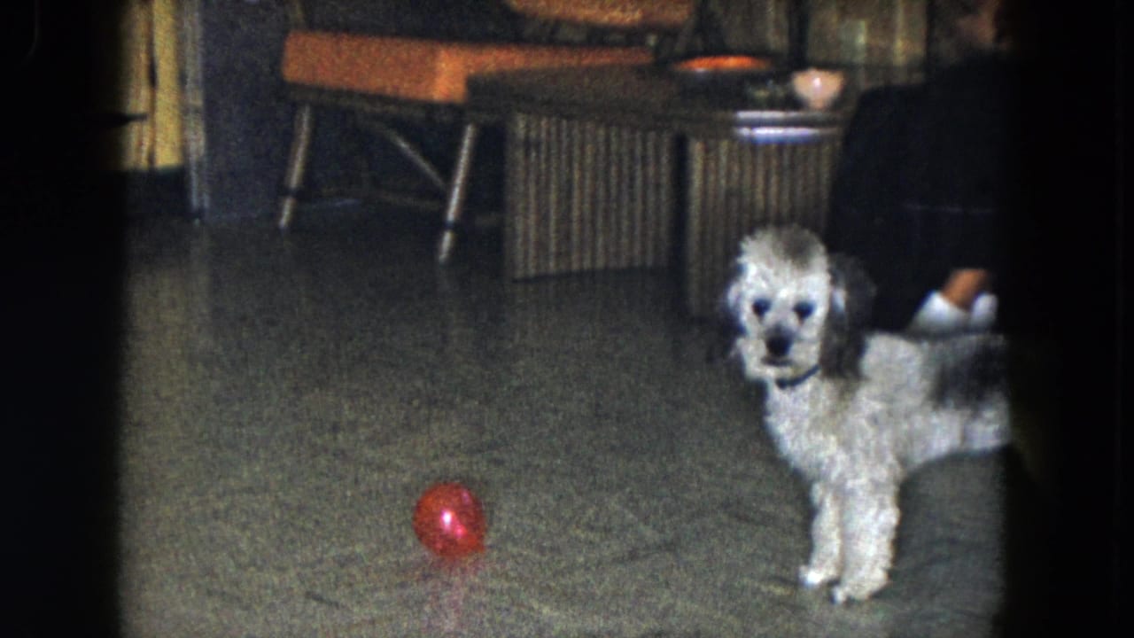 Light grey dog faces the camera with a red ball on the floor in a living room.