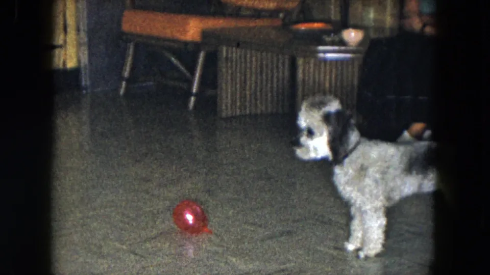 1961 South Carolina 8mm frame of a small light grey dog standing near a red ball inside a furnished living room.