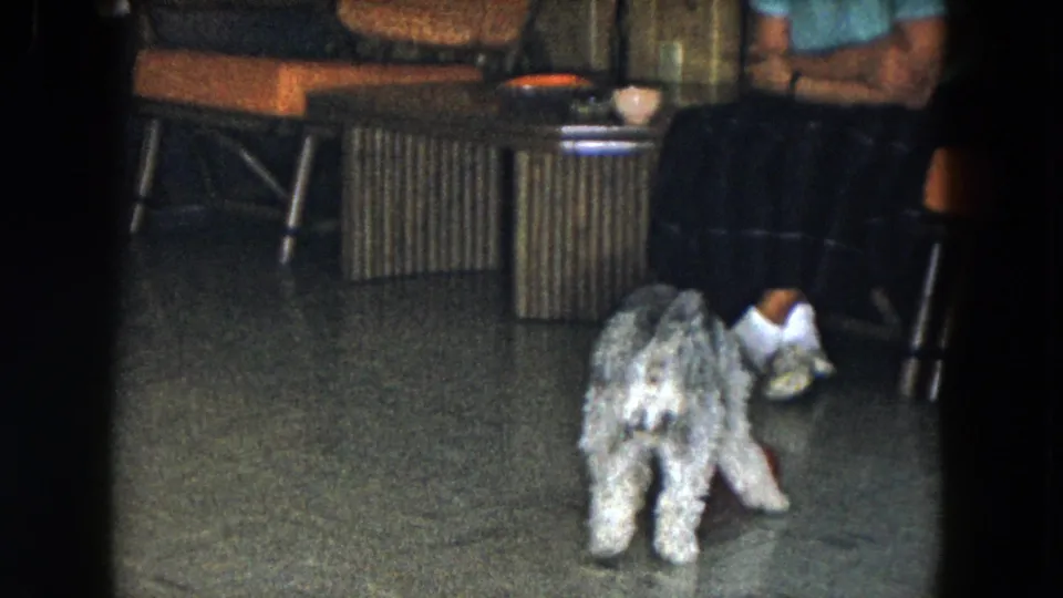 1961 South Carolina home-movie frame showing the small light grey dog turned away beside seated legs and mid-century furniture.