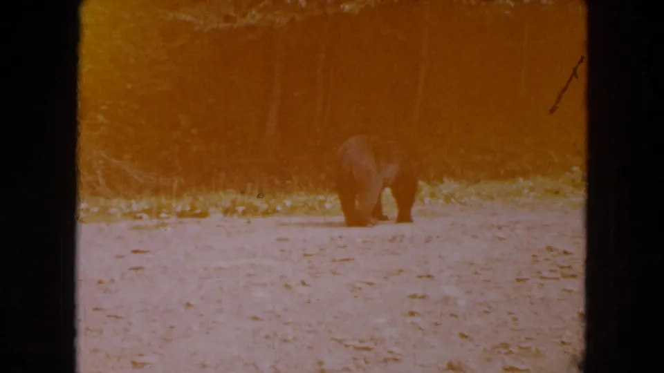 1961 South Carolina 8mm frame showing a black bear on a sunlit gravel path near dense woodland.
