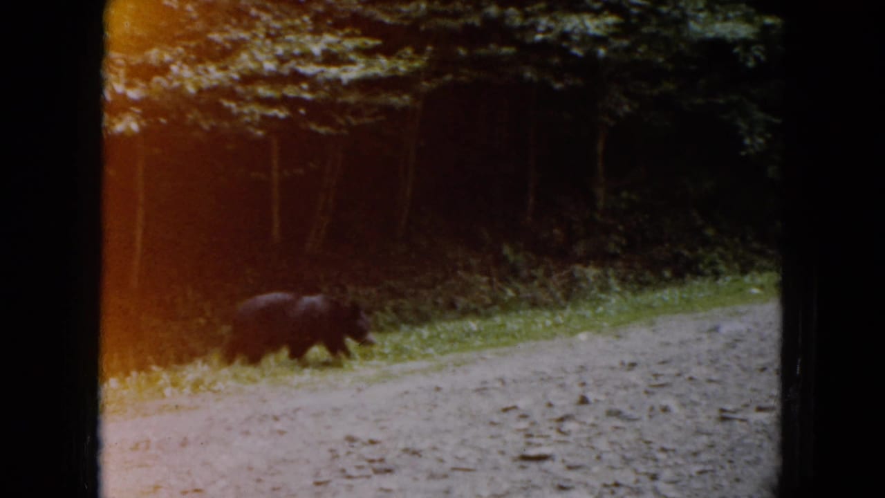 Black bear partly in shadow near the edge of a wooded gravel road.