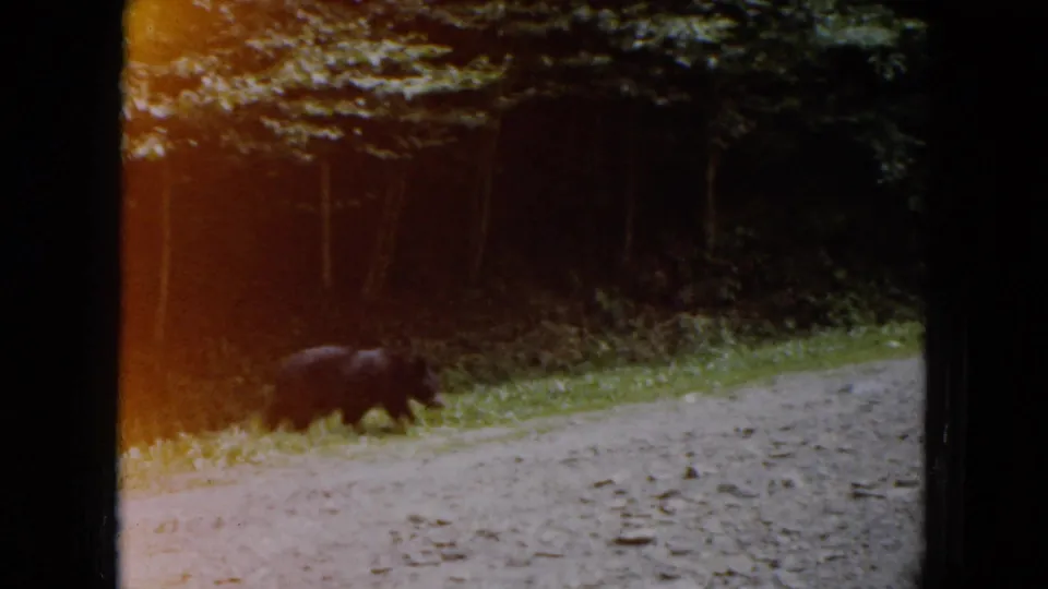 1961 South Carolina home-movie frame with a black bear moving near shaded trees beside a gravel road.