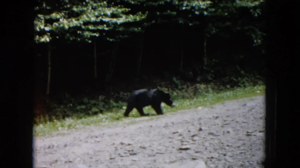 1961 South Carolina 8mm frame showing a black bear in profile walking beside a forested gravel road.