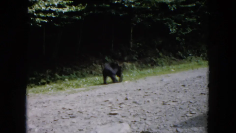 1961 South Carolina frame of a black bear on a gravel road with dense woodland behind it.