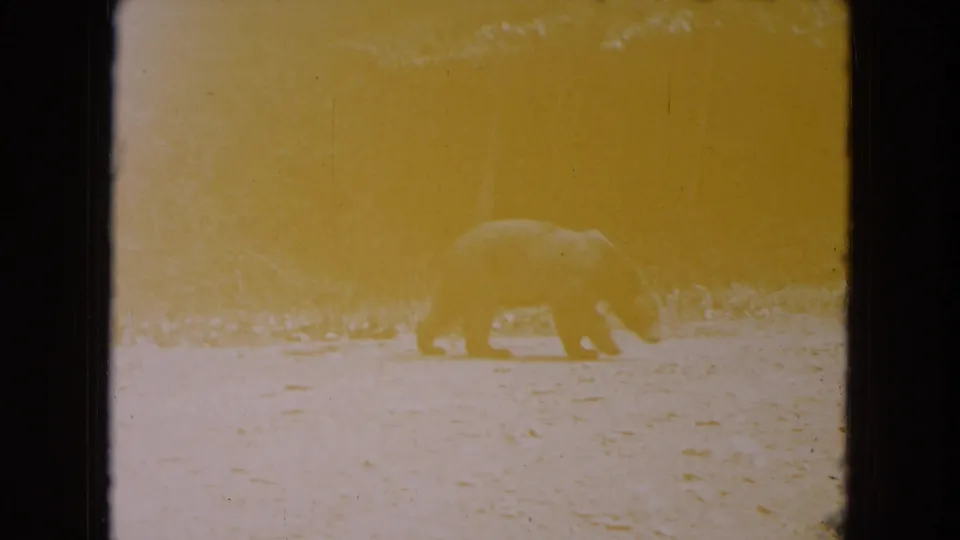A bear walks along a dirt path near trees and grass in 1961 South Carolina vacation footage, seen through faded 8mm color.