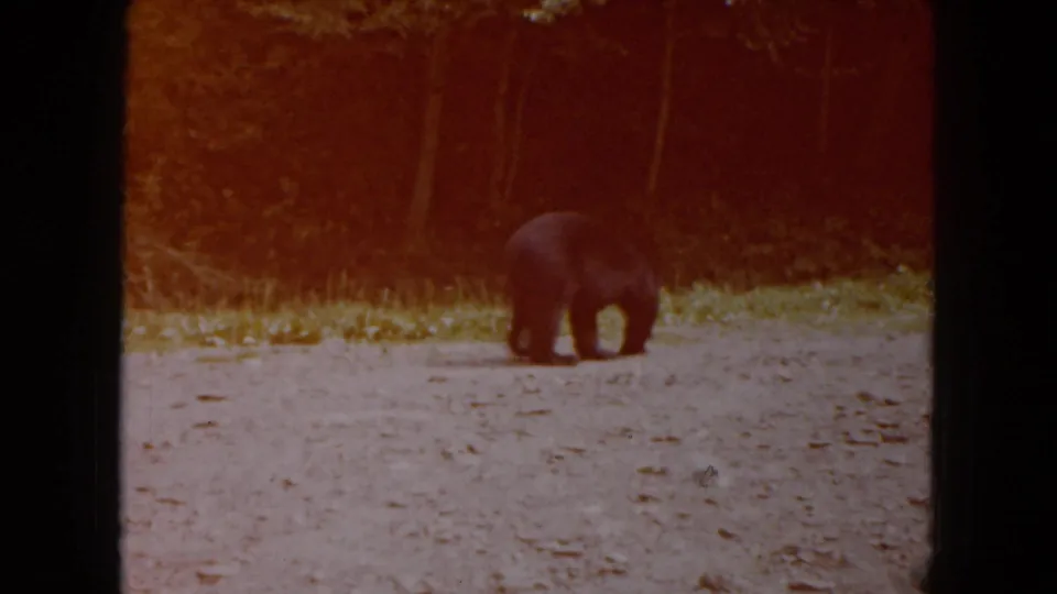 A bear appears on a dirt path near a dark wooded edge, framed in warm, faded 8mm home-movie color.