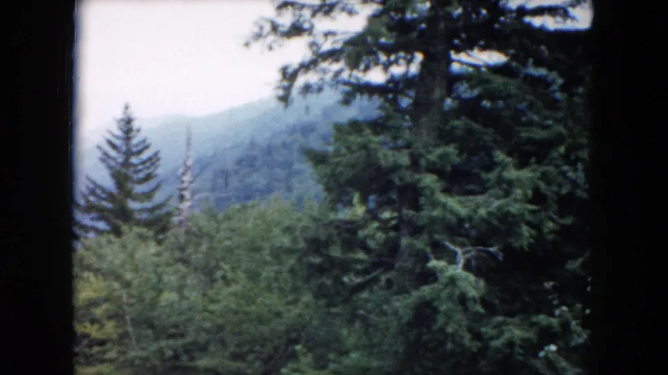 1961 South Carolina 8mm frame with evergreen branches, dense forest, and a mist-softened mountain ridge.