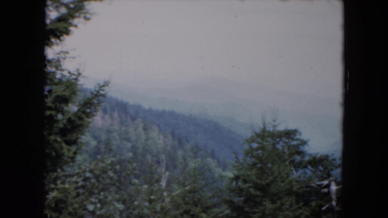 Forested hills recede into haze with evergreen branches along the frame edges.