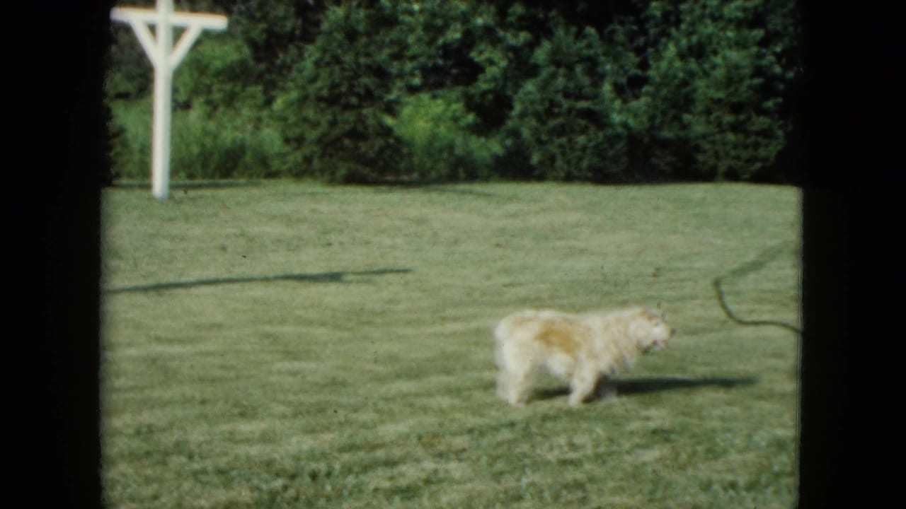 Fluffy light-colored dog walking across a sunny lawn with trees and a white post behind it.