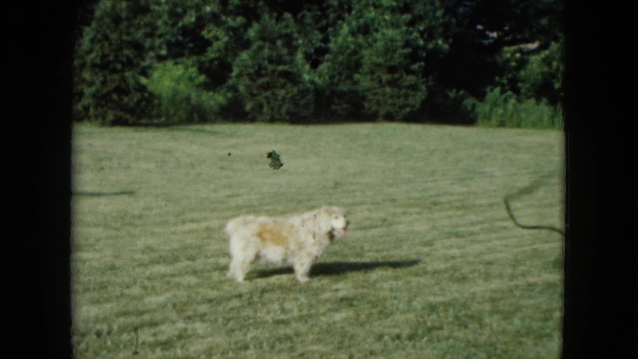 Light-colored dog paused or walking on a grassy lawn with trees and hose visible nearby.