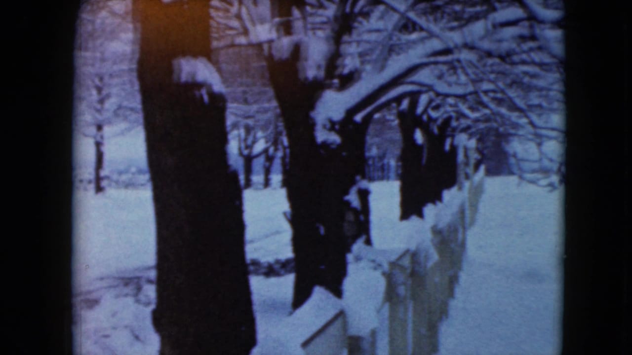 Snowy fence line and large tree trunks beside a winter lane.