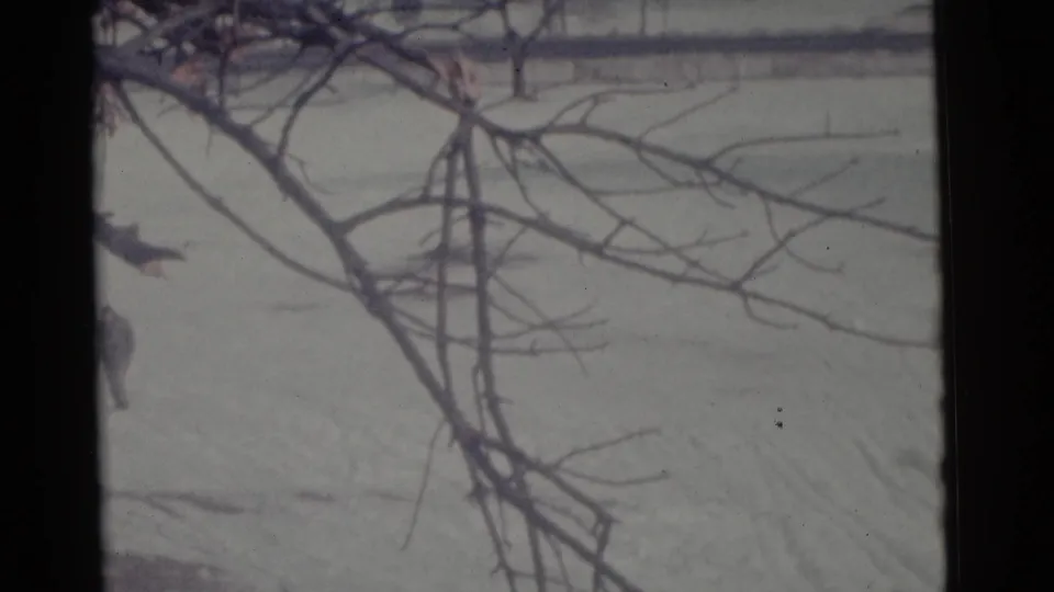 1961 8mm Camden frame with dark branches in the foreground and a snow-covered field beyond.