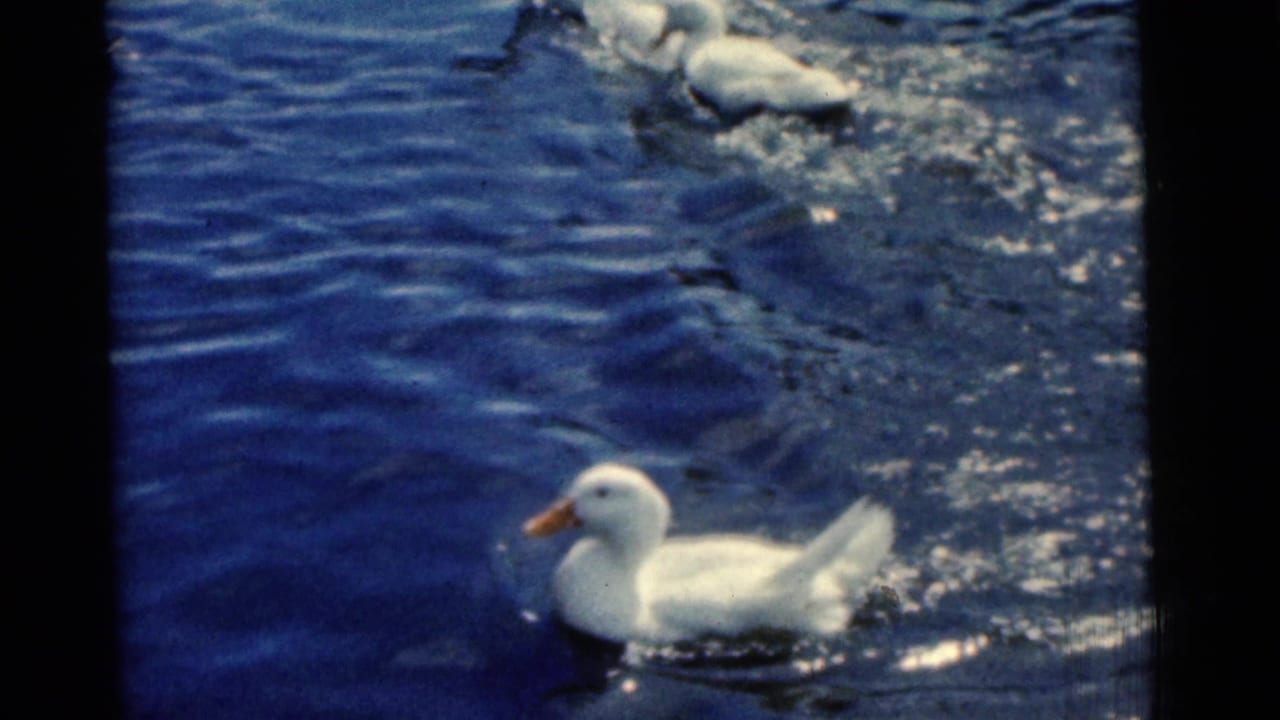 1961 Camden home-movie frame showing white ducks moving through saturated blue pond water with soft 8mm grain.