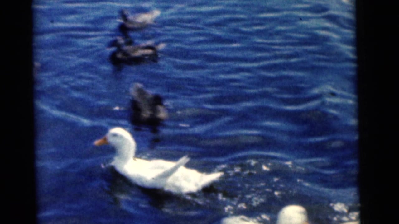 1961 Camden 8mm frame of a white duck crossing rippled blue water while darker ducks remain farther back.