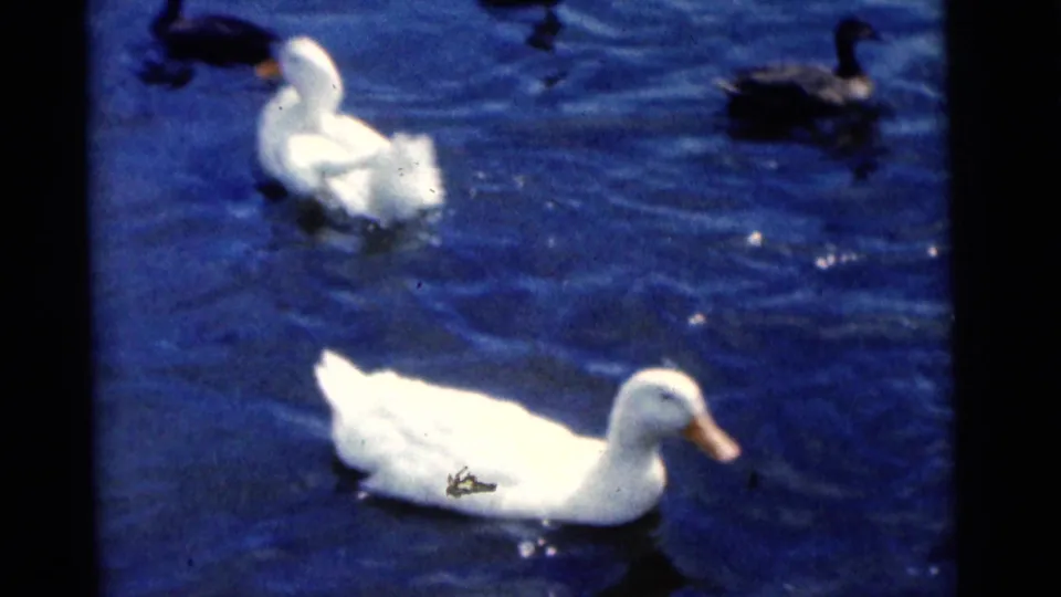 1961 Camden home-movie frame with white ducks in the foreground and darker ducks farther back on rippling water.