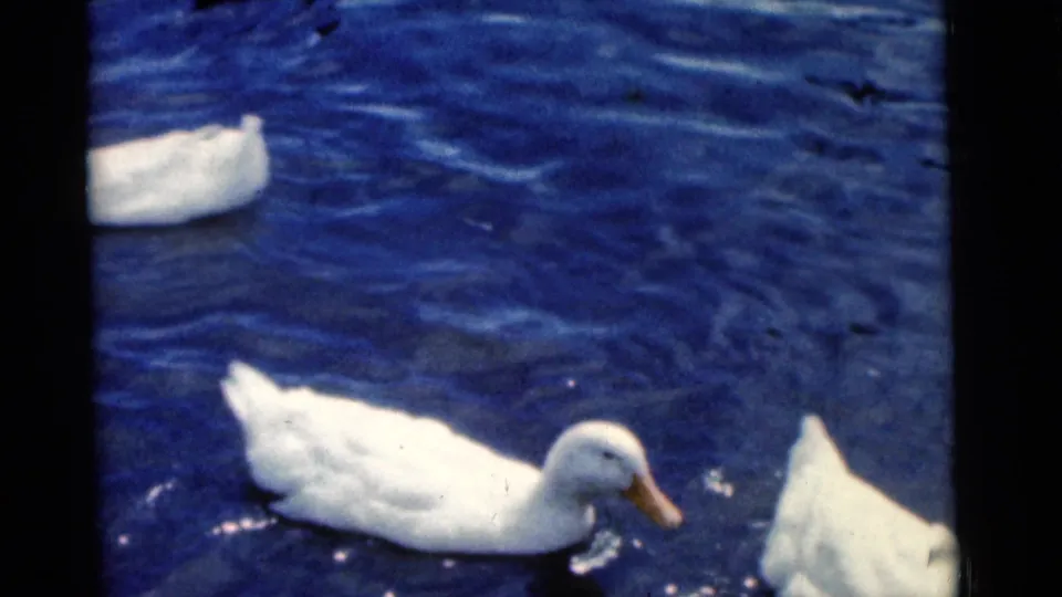 1961 Camden 8mm frame showing white ducks partly cropped by the frame while moving through bright blue water.