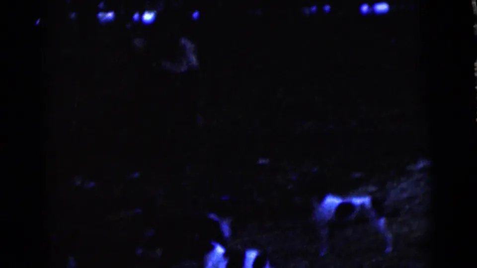 1961 Camden home-movie frame showing a dog moving through a very dark blue-tinted yard with faint lights in the background.