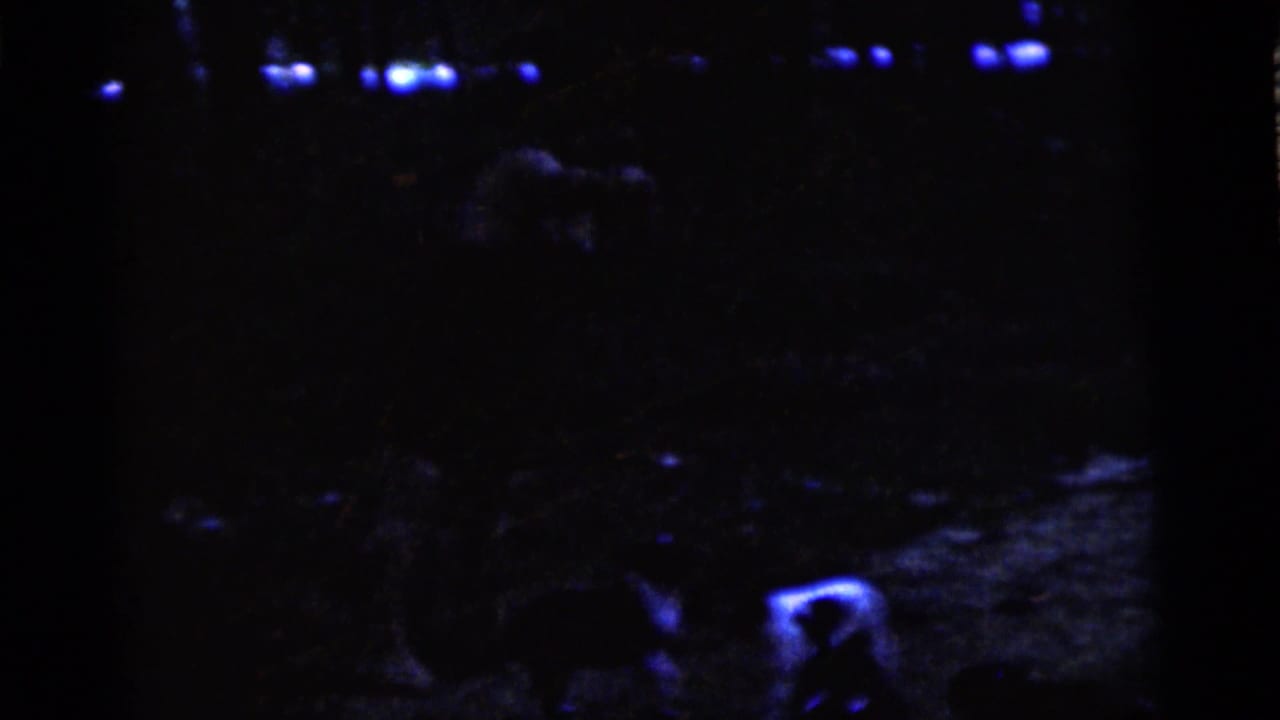 Small dog shape in a dark yard with bright blue highlights and distant lights.