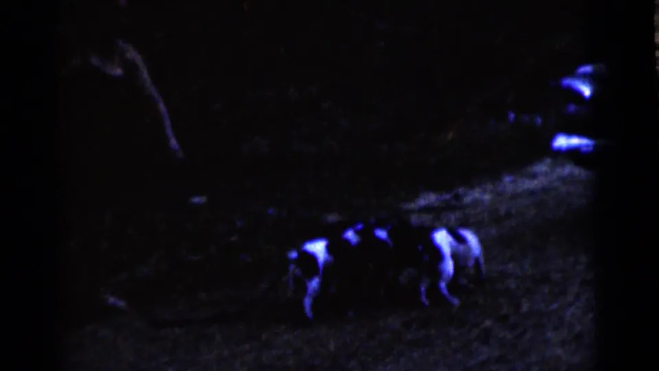 1961 Camden frame with multiple dogs clustered in a shadowed nighttime yard, with indistinct dark forms behind them.