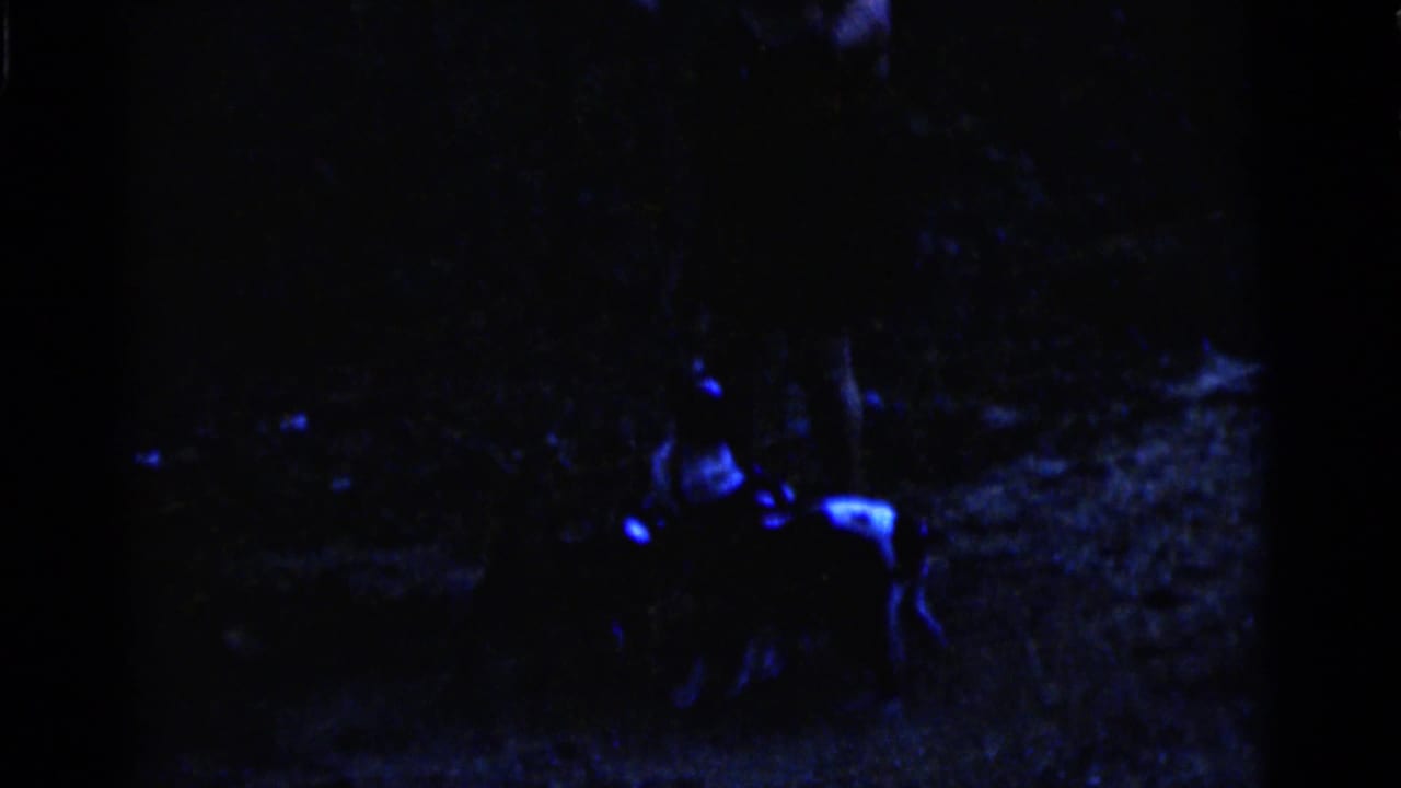 Two small puppies move across dark outdoor ground under blue light.