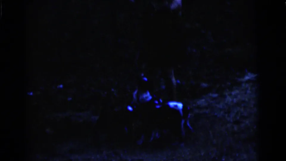 Two puppies appear in a dark outdoor Camden home-movie frame from 1961, their pale fur catching blue illumination.