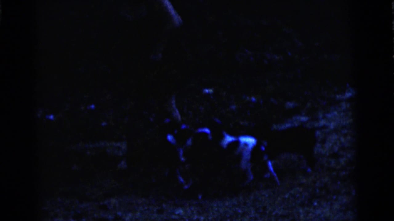 In the low-lit 1961 Camden footage, a puppy with pale markings is visible at right against a shadowed yard surface.