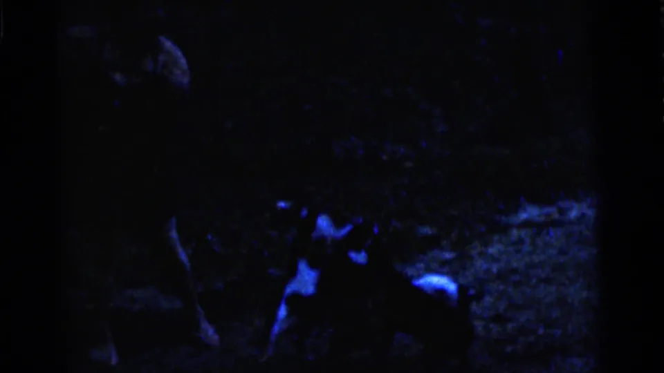 The puppies gather close to the camera in a grainy, underexposed 1961 home-movie frame with blue highlights on fur and ground.