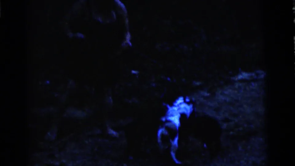 A puppy with bright white patches appears near the lower right of the dark 1961 Camden home-movie frame, with another form in shadow nearby.