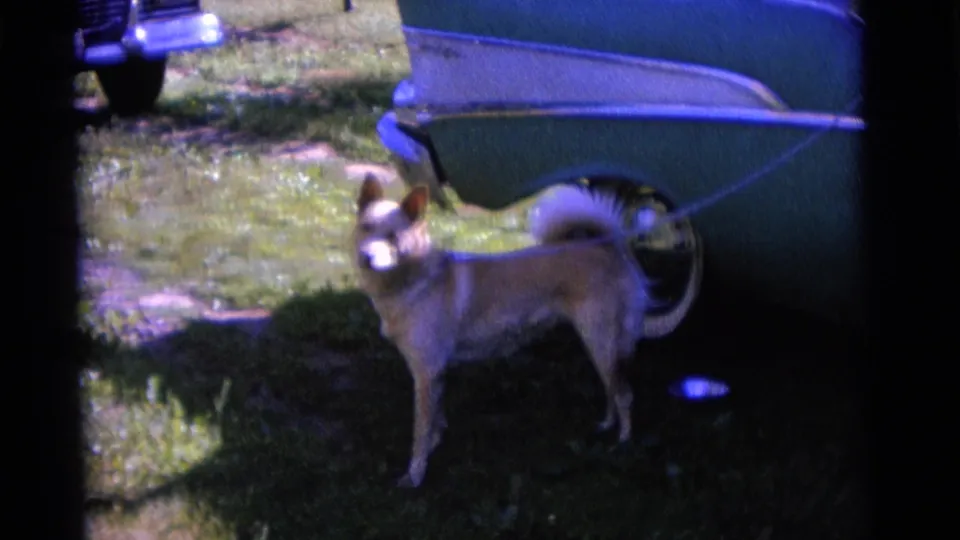 A tan dog stands alert beside a green vehicle on a grassy area in the same 1961 Camden home-movie scene.