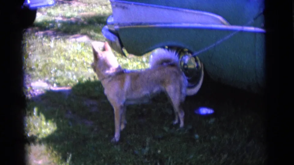 The dog remains beside the green car, facing the vehicle as sunlight and shadow fall across the grass in the 1961 Camden footage.