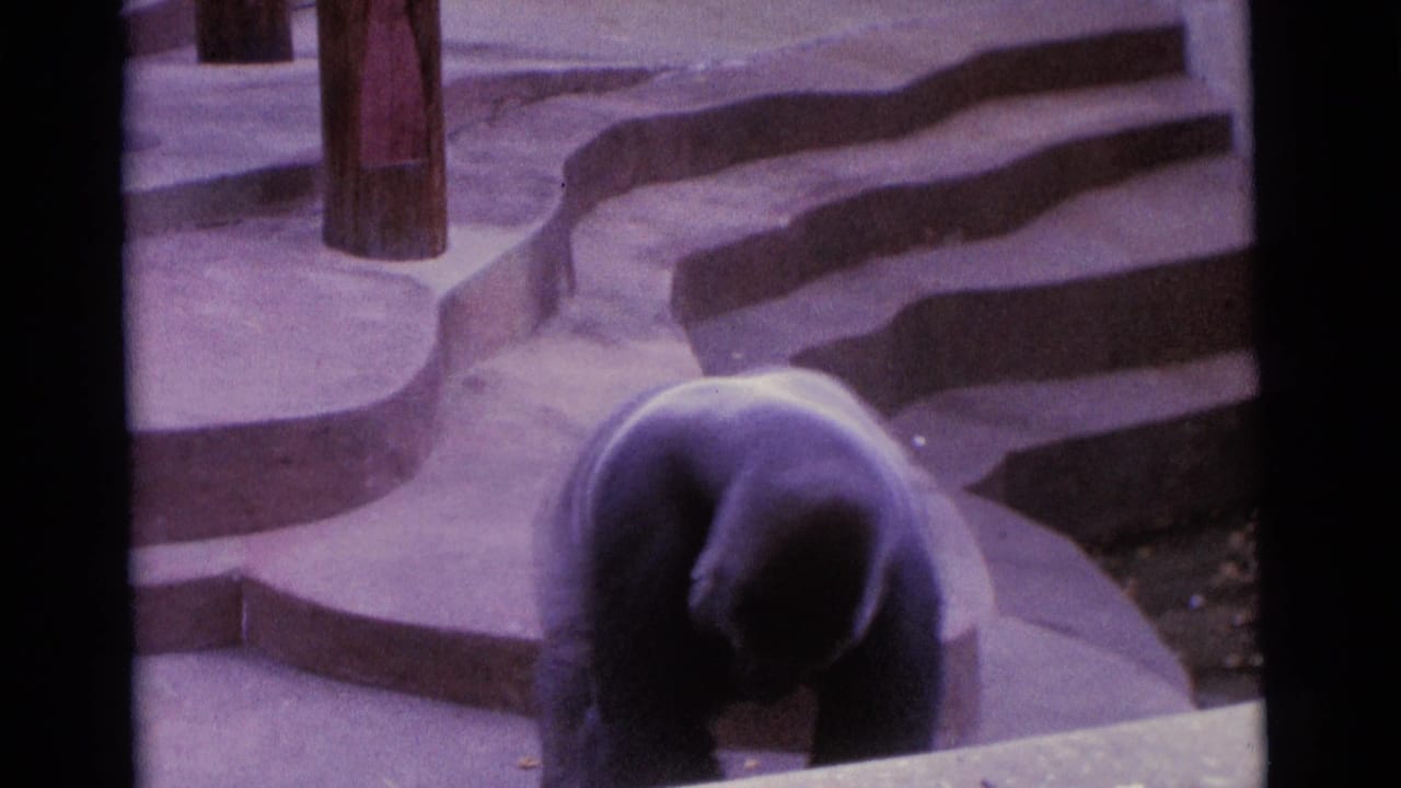 1961 Camden, New Jersey 8mm frame showing a gorilla bent forward beside curved concrete steps and wooden posts.