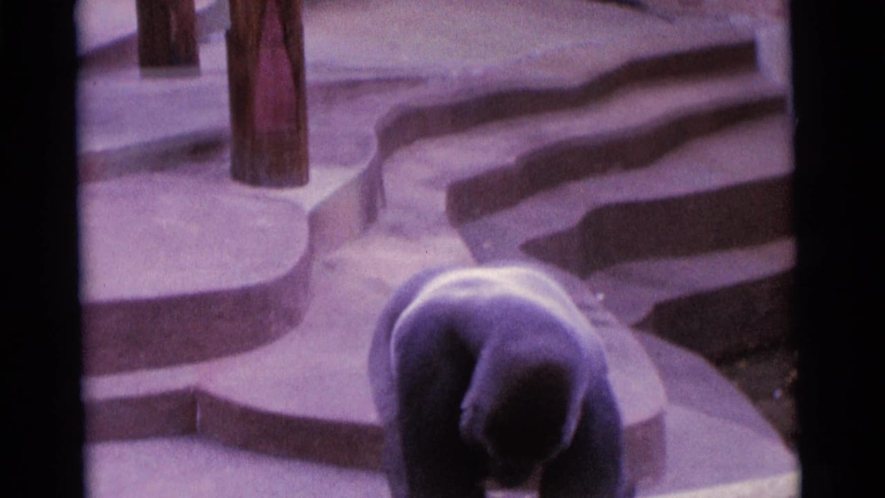 Gorilla lowered toward the ground beside stepped concrete ledges.
