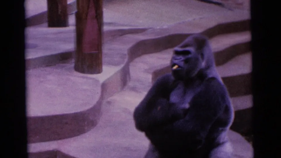 1961 8mm frame of the gorilla sitting upright with crossed arms beside concrete zoo steps in Camden, New Jersey.
