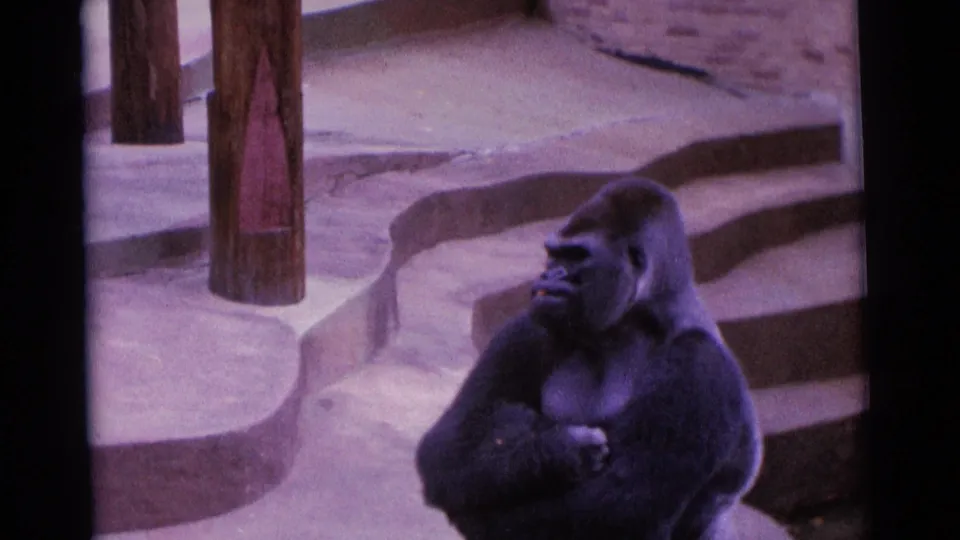 Gorilla seated with arms crossed in a stepped concrete enclosure, captured on 1961 8mm home-movie footage in Camden.