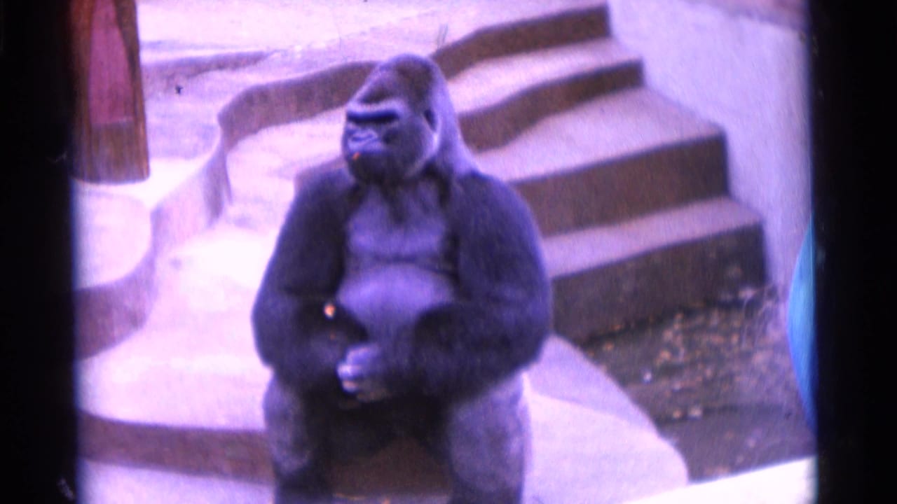 Gorilla sitting upright in a concrete zoo enclosure near steps.