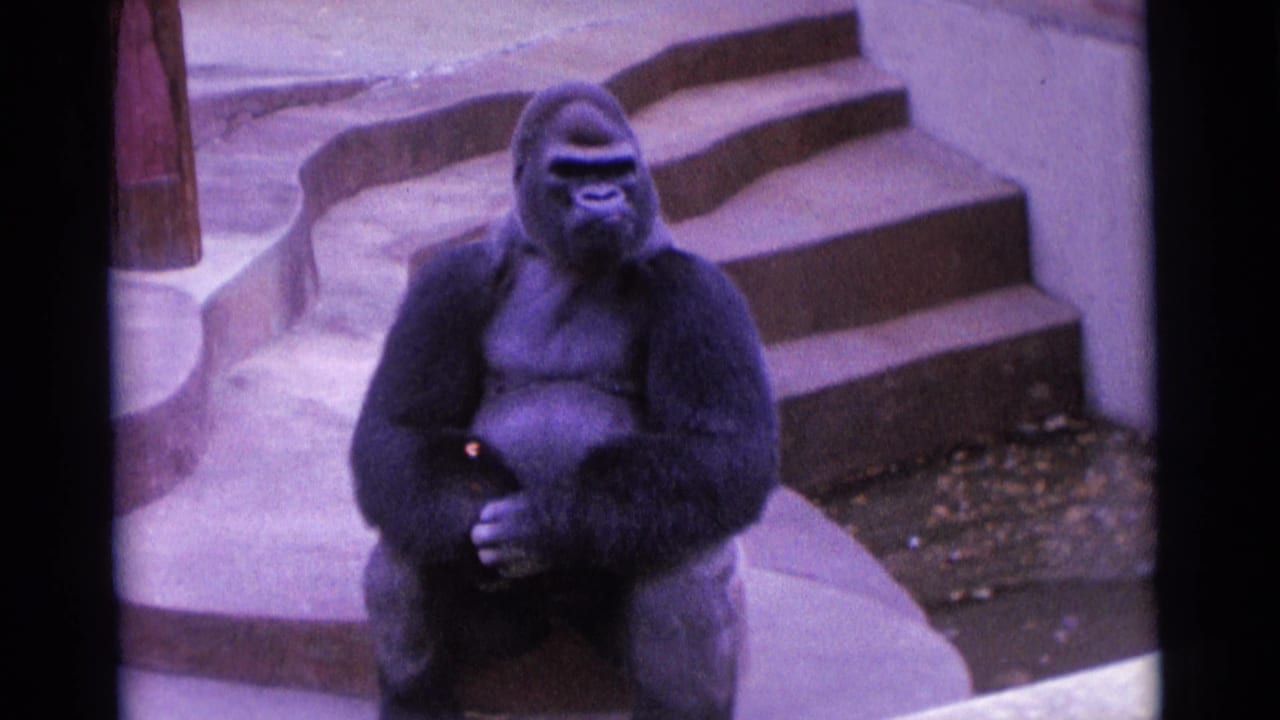 Gorilla seated in the enclosure with concrete steps behind it.
