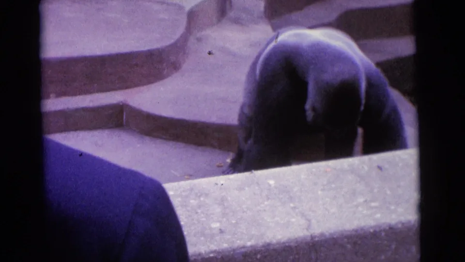 The gorilla bends forward inside the concrete enclosure, with a foreground wall and a partial visitor figure at the lower left.