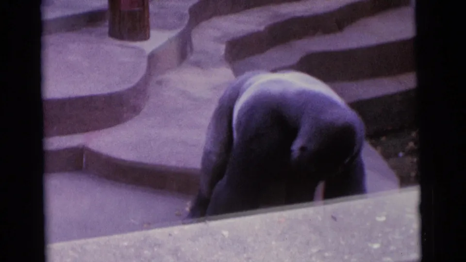 The gorilla leans forward near the concrete barrier in the Camden 1961 zoo footage, with steps and faded 8mm color visible.