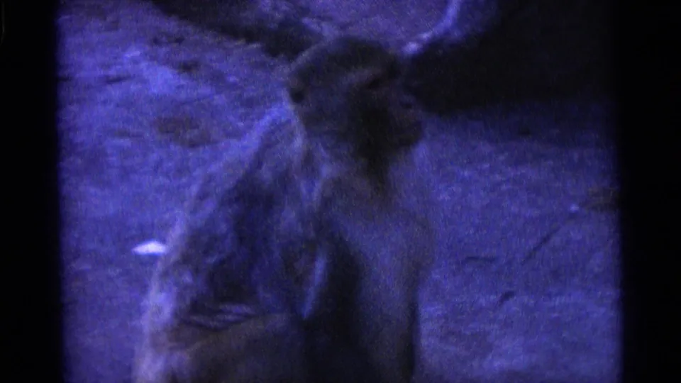1961 home-movie frame from Camden metadata showing a monkey seated in a dark blue-lit enclosure, seen in soft grainy 8mm detail.