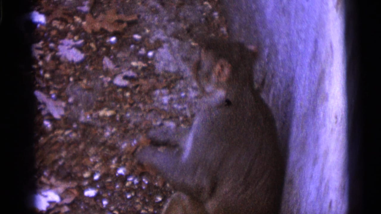 Monkey seated near rocks and a vertical wall in a dim enclosure.