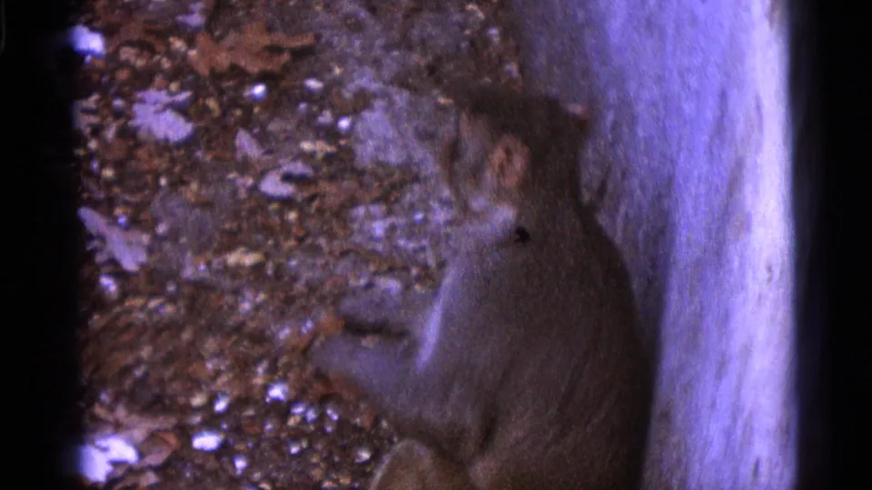 1961 Camden zoo footage showing a monkey seated beside rocks and a pale vertical enclosure wall in blue-purple 8mm color.